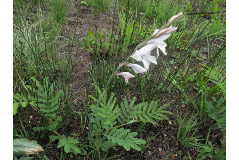 Gladiolus wilsonii -3492