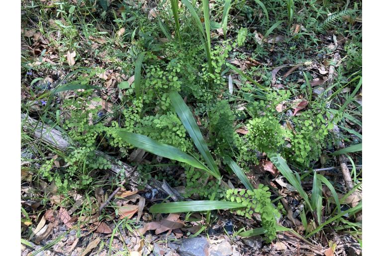 Adiantum aethiopicum -3499