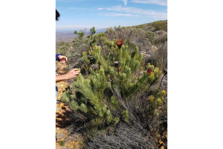 Protea aristata -3504