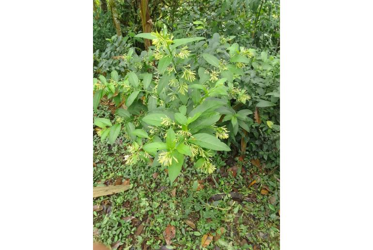 Cestrum nocturnum -3506