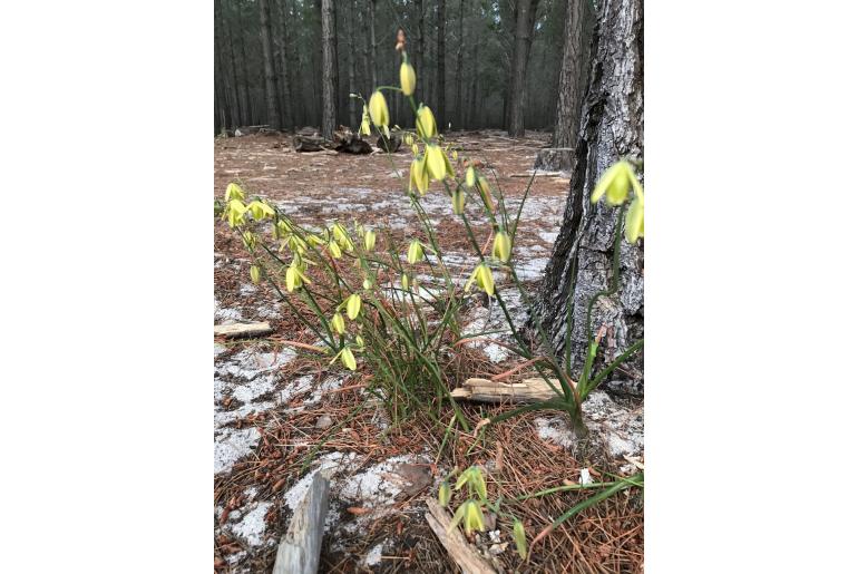 Albuca juncifolia -3514