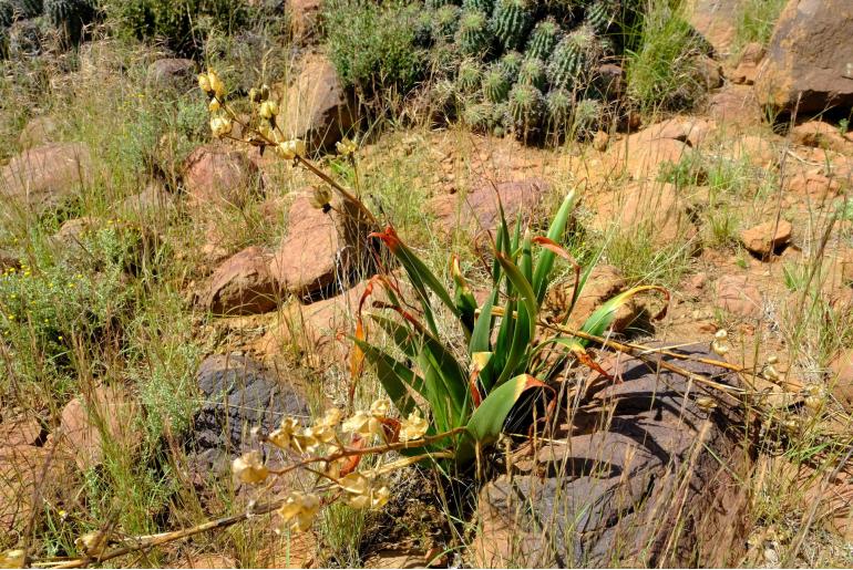 Albuca setosa -3516