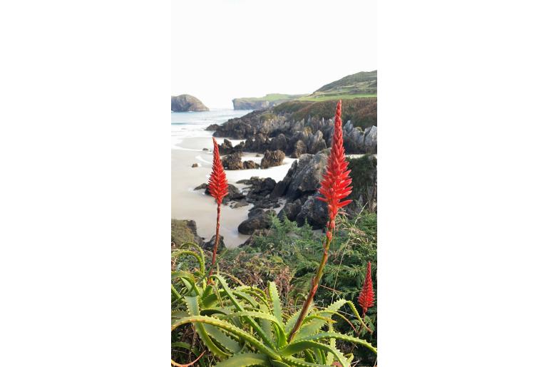 Aloe arborescens -3518