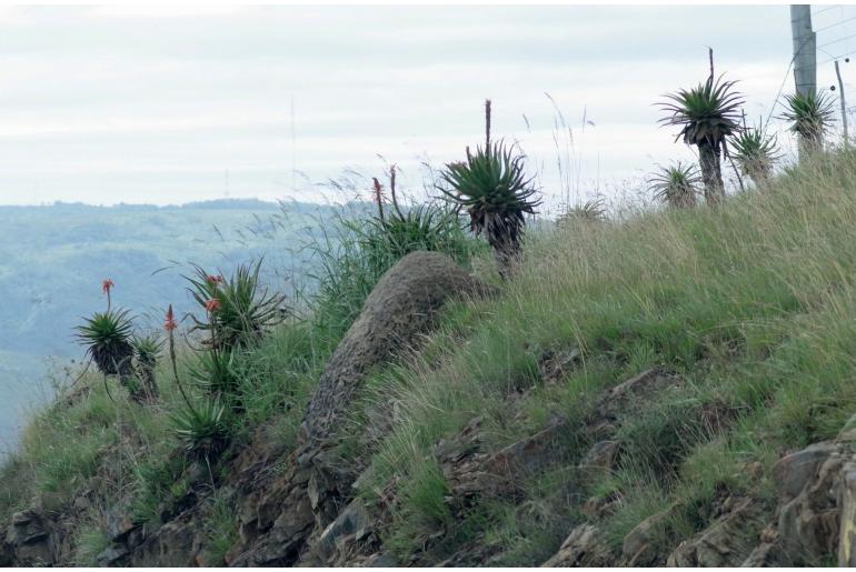 Aloe lineata -3519