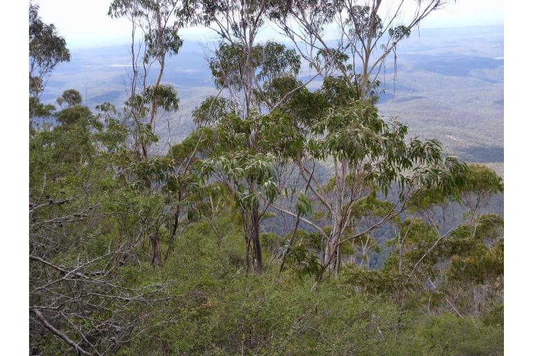 Eucalyptus imlayensis -3522