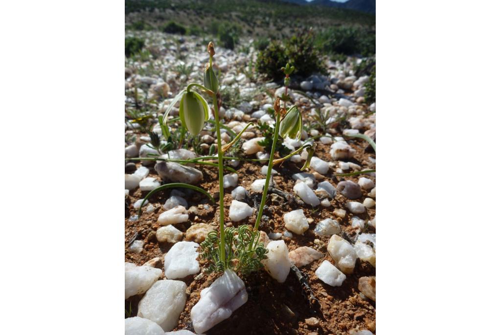 Kurkentrekker albuca