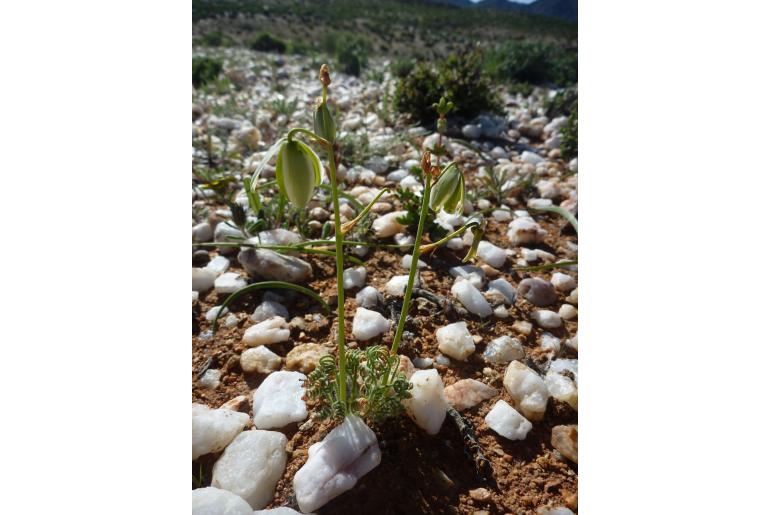 Albuca spiralis -3524