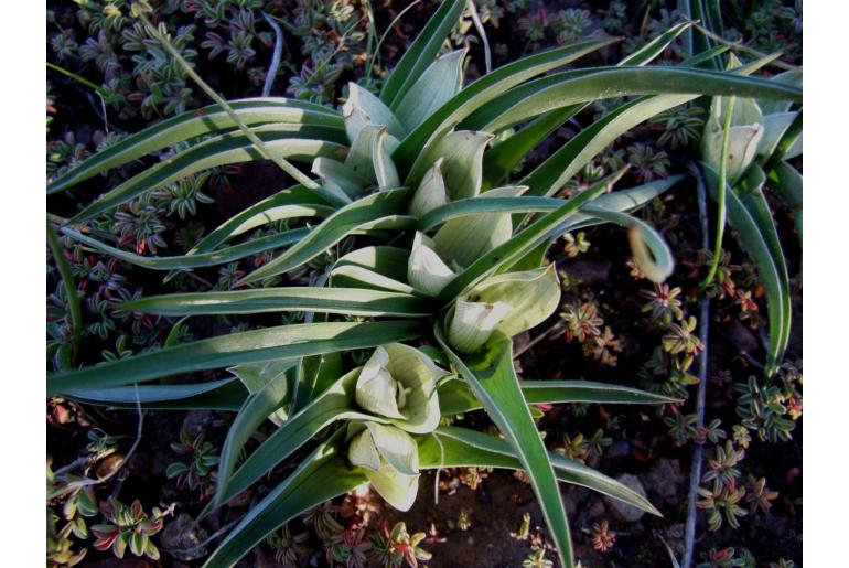 Colchicum capense -3532