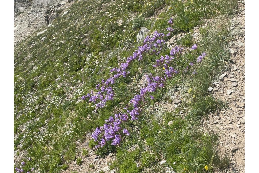 Alpine penstemon