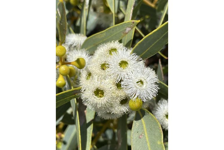 Eucalyptus johnsoniana -3583