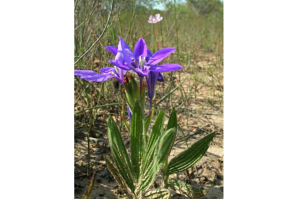 Leipoldt's Baviaanbloem