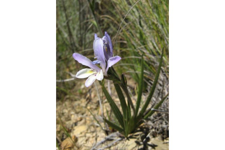 Babiana mucronata ssp mucronata -3600