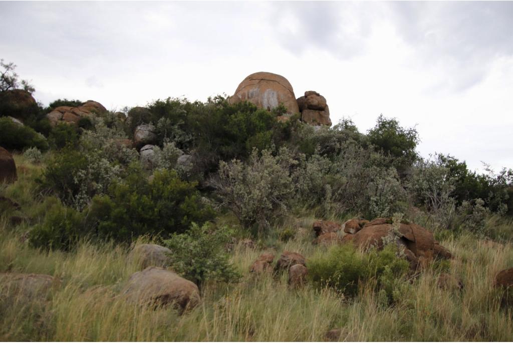 Karoo vlinderstruik