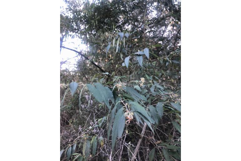 Buddleja auriculata -3616