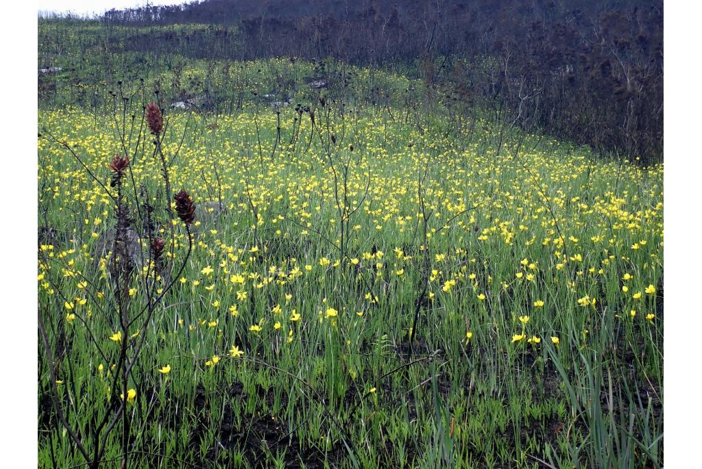 Bladerloze bobartia