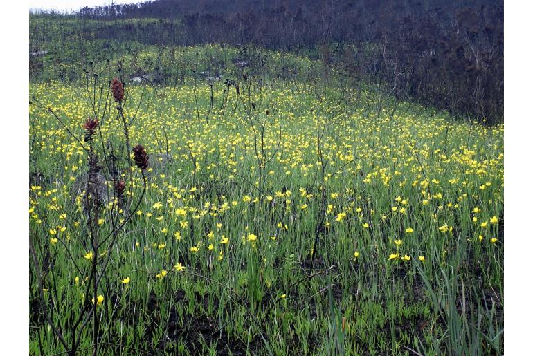 Bobartia aphylla -3620