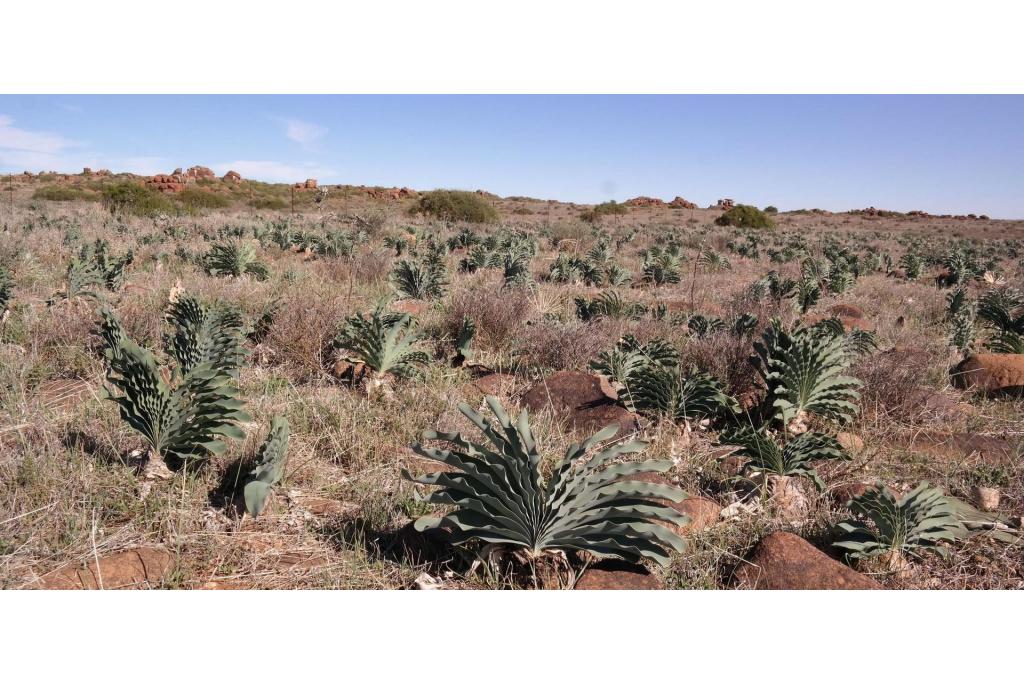 Namaqualand boophone