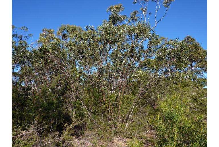 Eucalyptus langleyi -3631