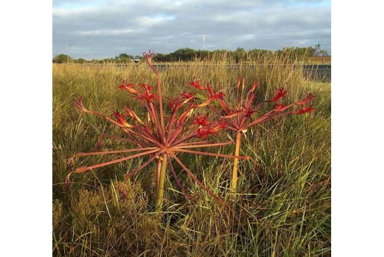 Brunsvigia litoralis -3636