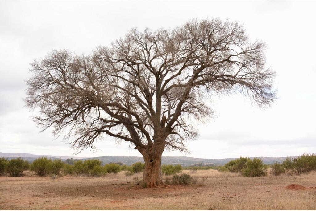 Afrikaanse netelboom