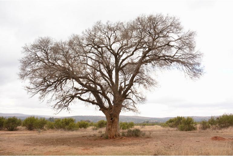 Celtis africana -3646