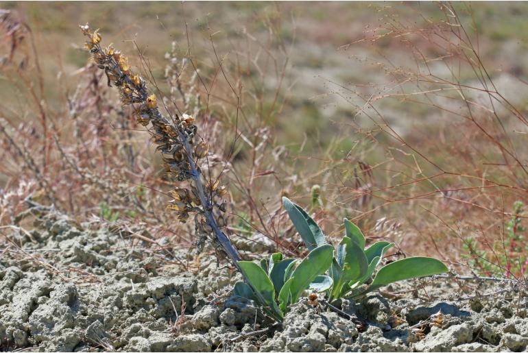 Penstemon flowersii -3666