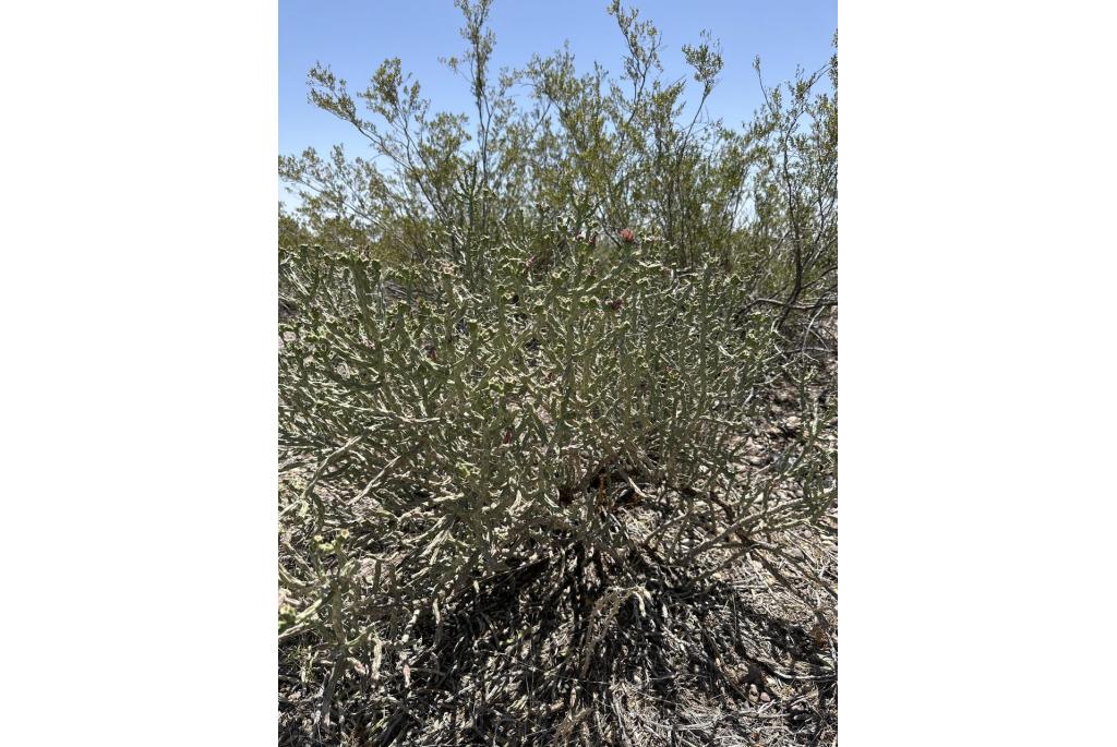 Klein's cholla