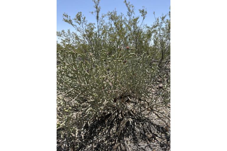 Cylindropuntia kleiniae -3668