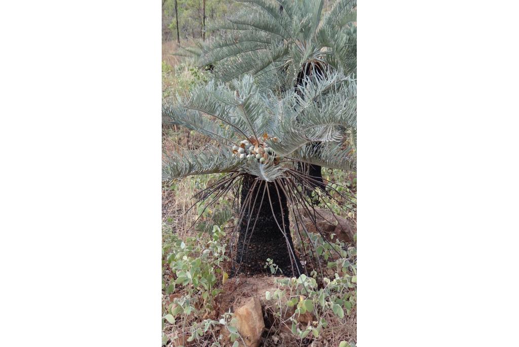 Grootbladige cycas