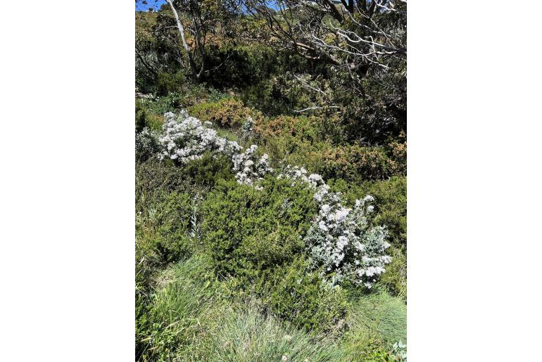 Olearia phlogopappa -3694