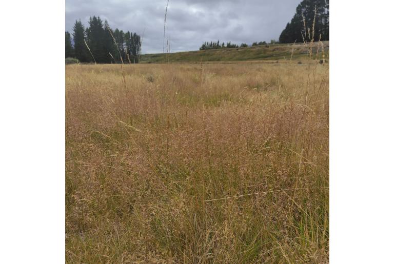 Agrostis capillaris -3697