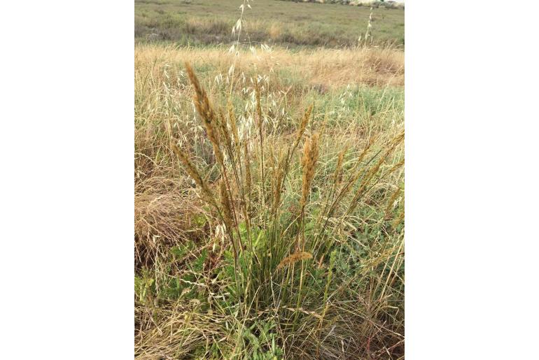 Deschampsia cespitosa ssp holciformis -3700