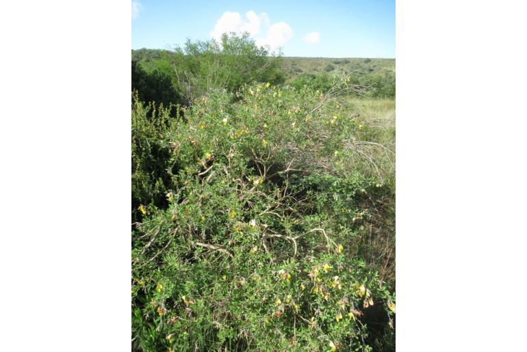 Crotalaria capensis -3734