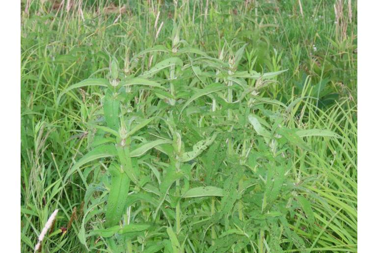 Eupatorium perfoliatum -3772