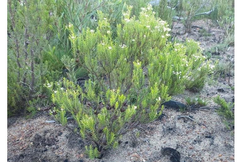 Diosma hirsuta -3774