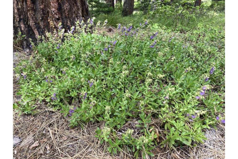 Penstemon fruticosus -3783