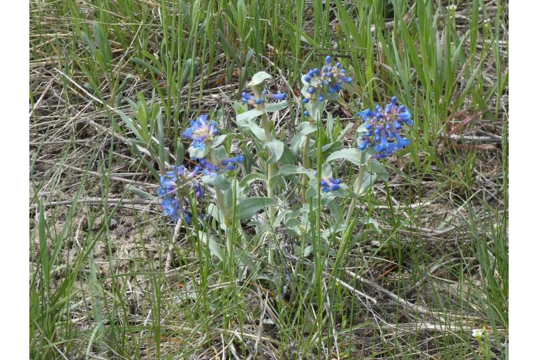 Penstemon nitidus -3788