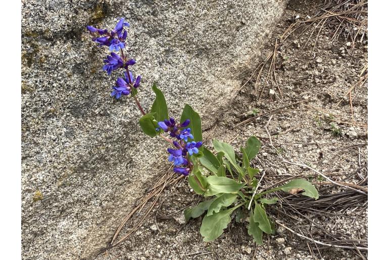 Penstemon perpulcher -3790