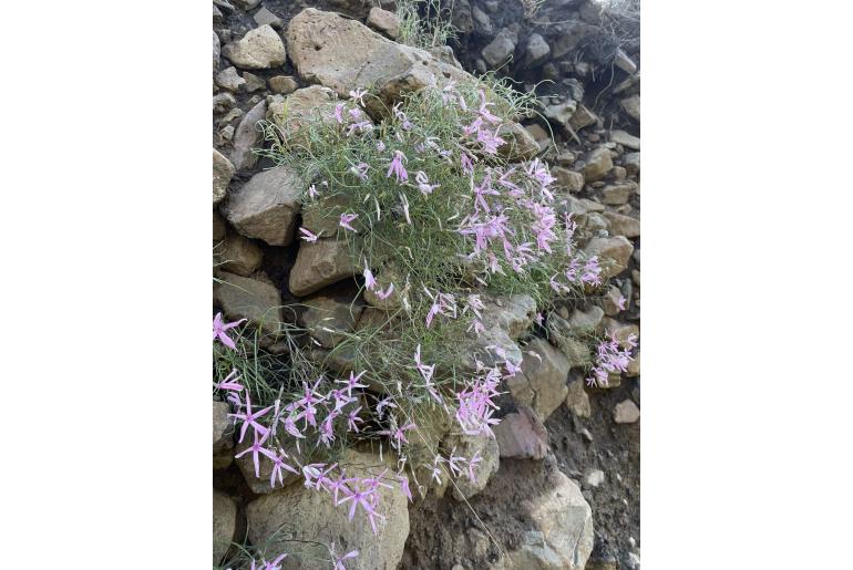 Phlox colubrina -3792