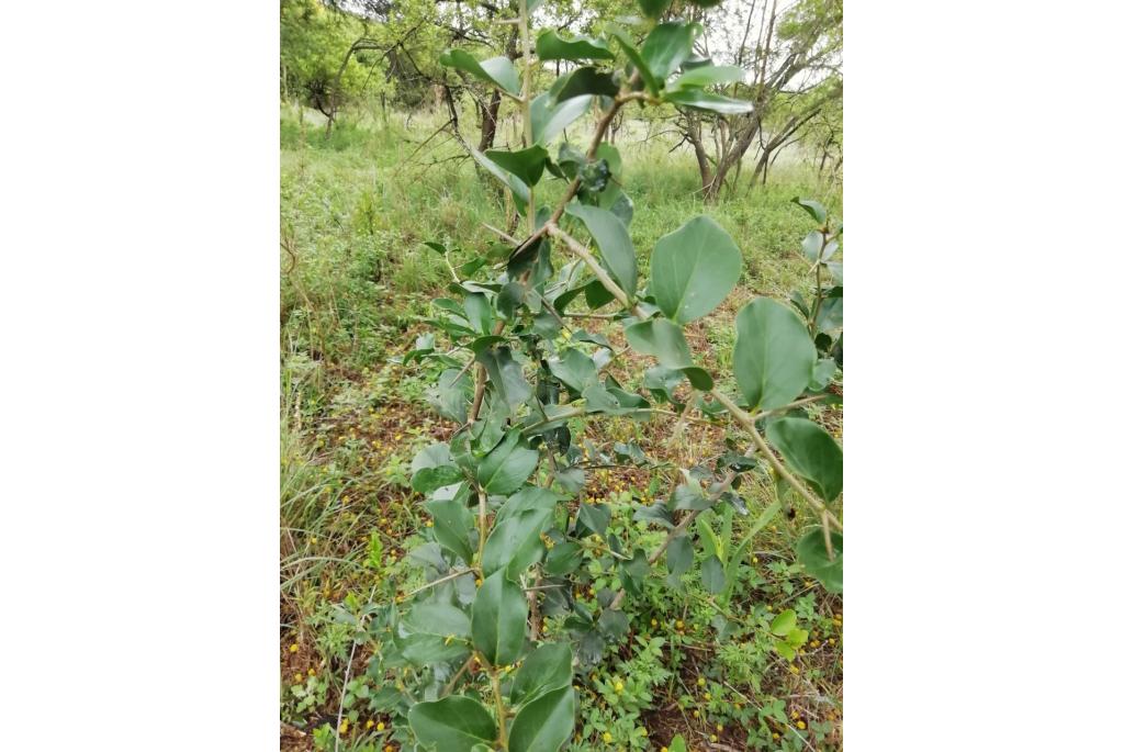 Rhamnus-achtige dovyalis