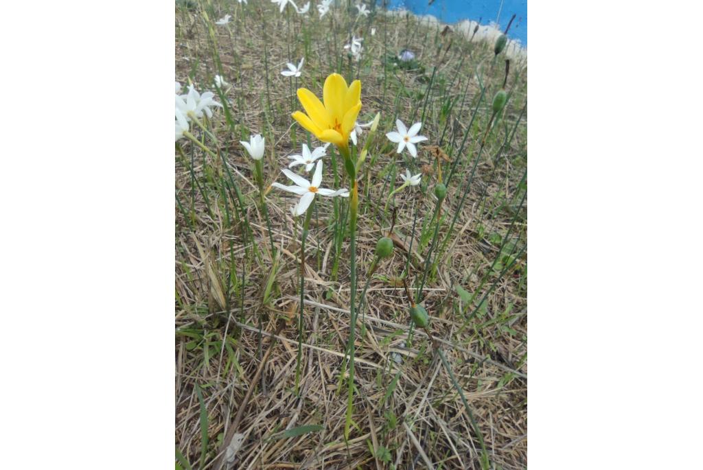 Perez jonquilles