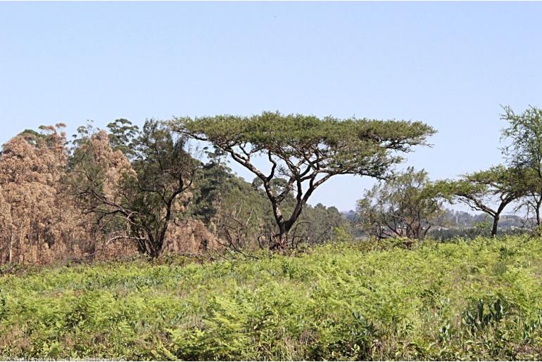 Vachellia sieberiana var woodii -3832