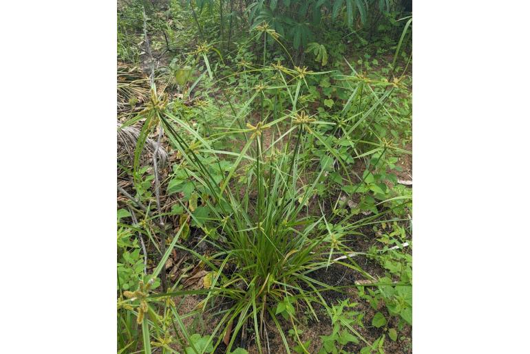 Cyperus aggregatus -3837