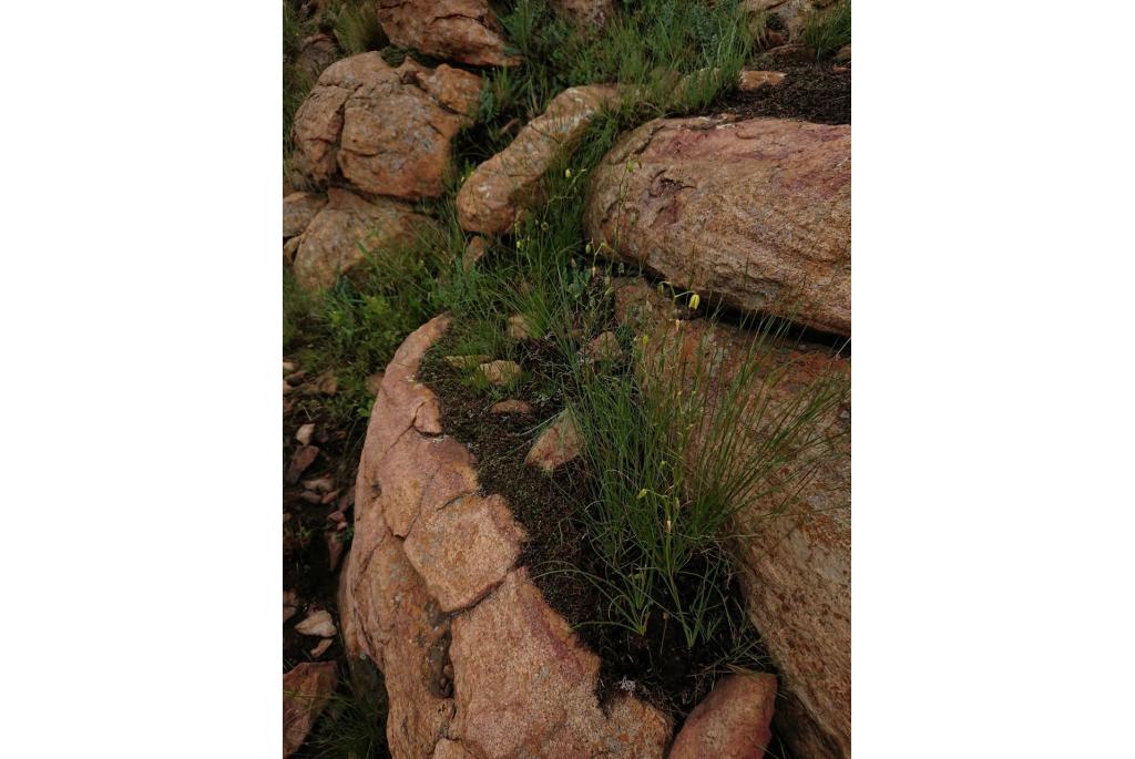 Shaw's albuca