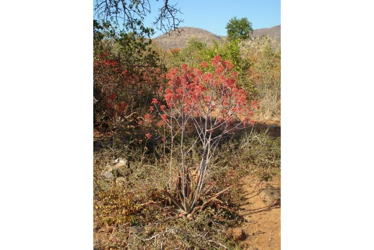 Aloe branddraaiensis -3841