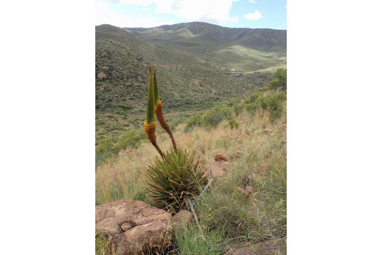 Aloe broomii -3842