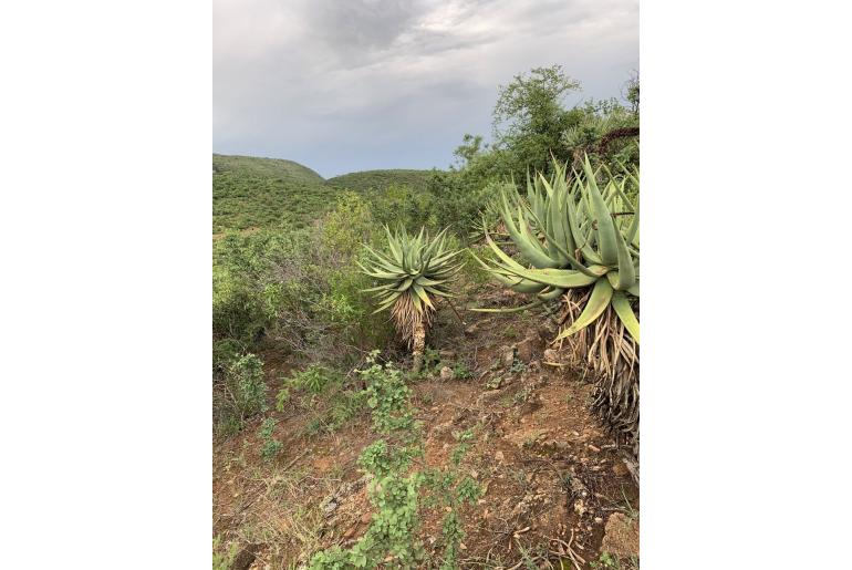 Aloe castanea -3843