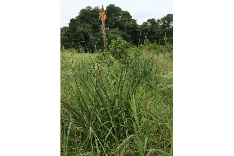 Aloe cooperi -3844