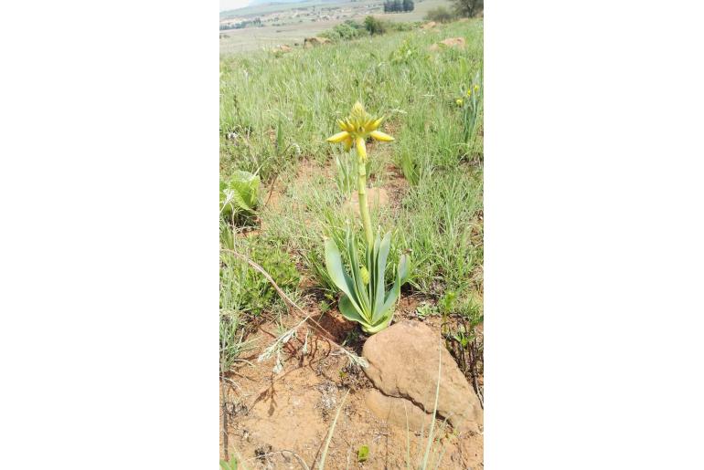 Aloe ecklonis -3847