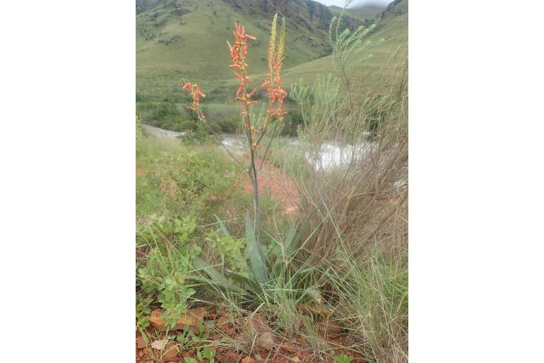 Aloe fosteri -3848